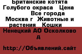 Британские котята Голубого окраса › Цена ­ 8 000 - Все города, Москва г. Животные и растения » Кошки   . Ненецкий АО,Осколково д.